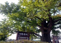은행나무마을